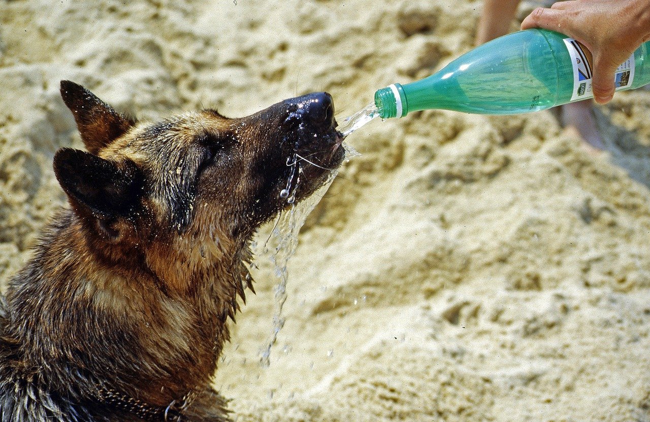 犬の飲み水に注意？硬水と軟水ならどっちをあげたほうが良いのか