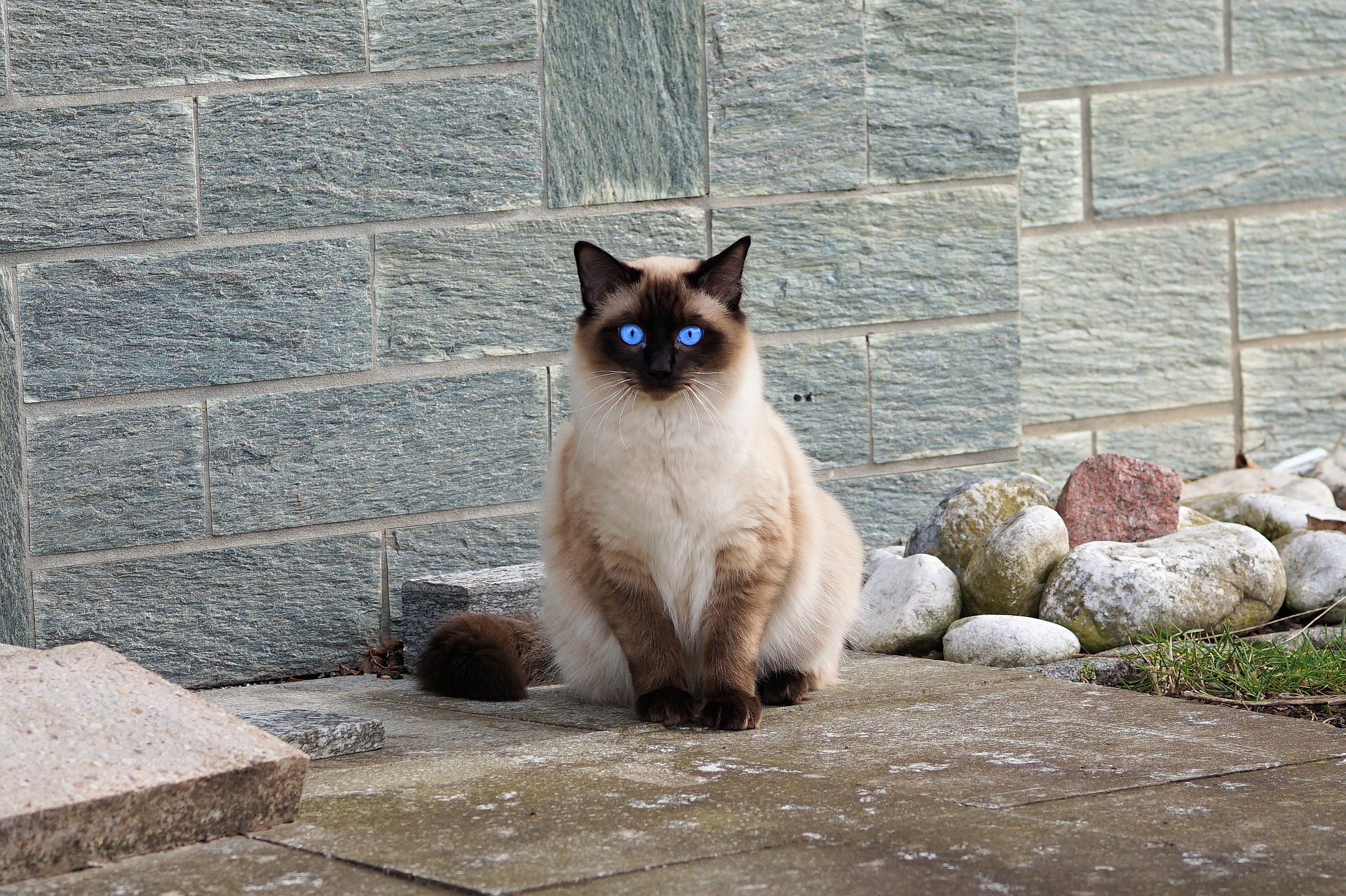 シャム猫はどんな猫?特徴を紹介