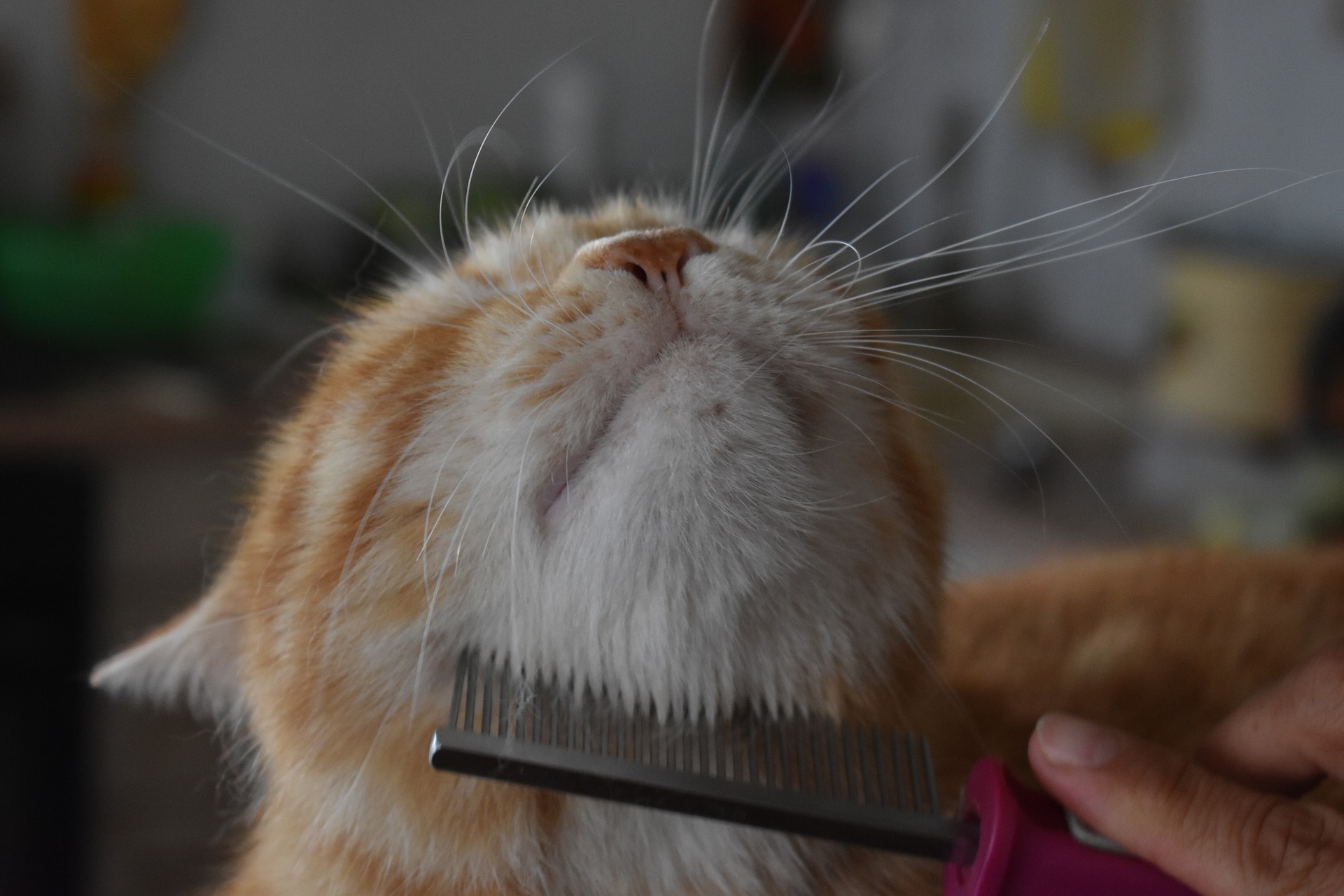 猫の毛玉取りのやり方は?ポイントを紹介