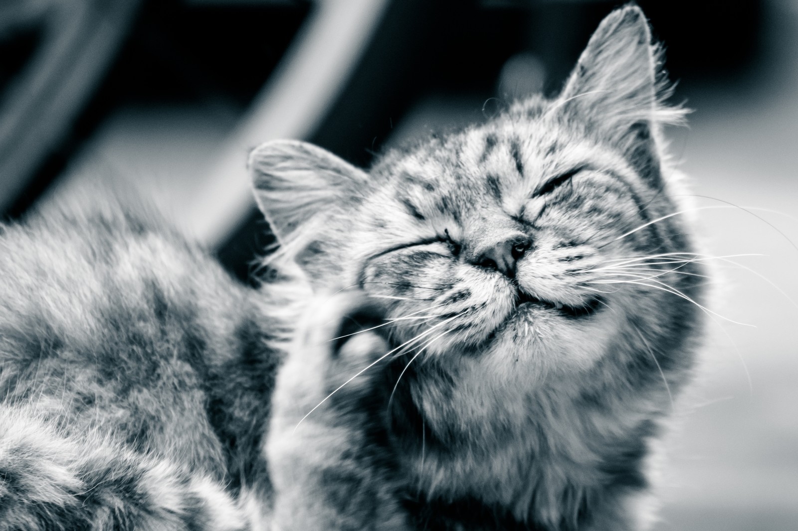 猫の痒みが治まらない?以外な原因やアレルギーが隠れているかも!!