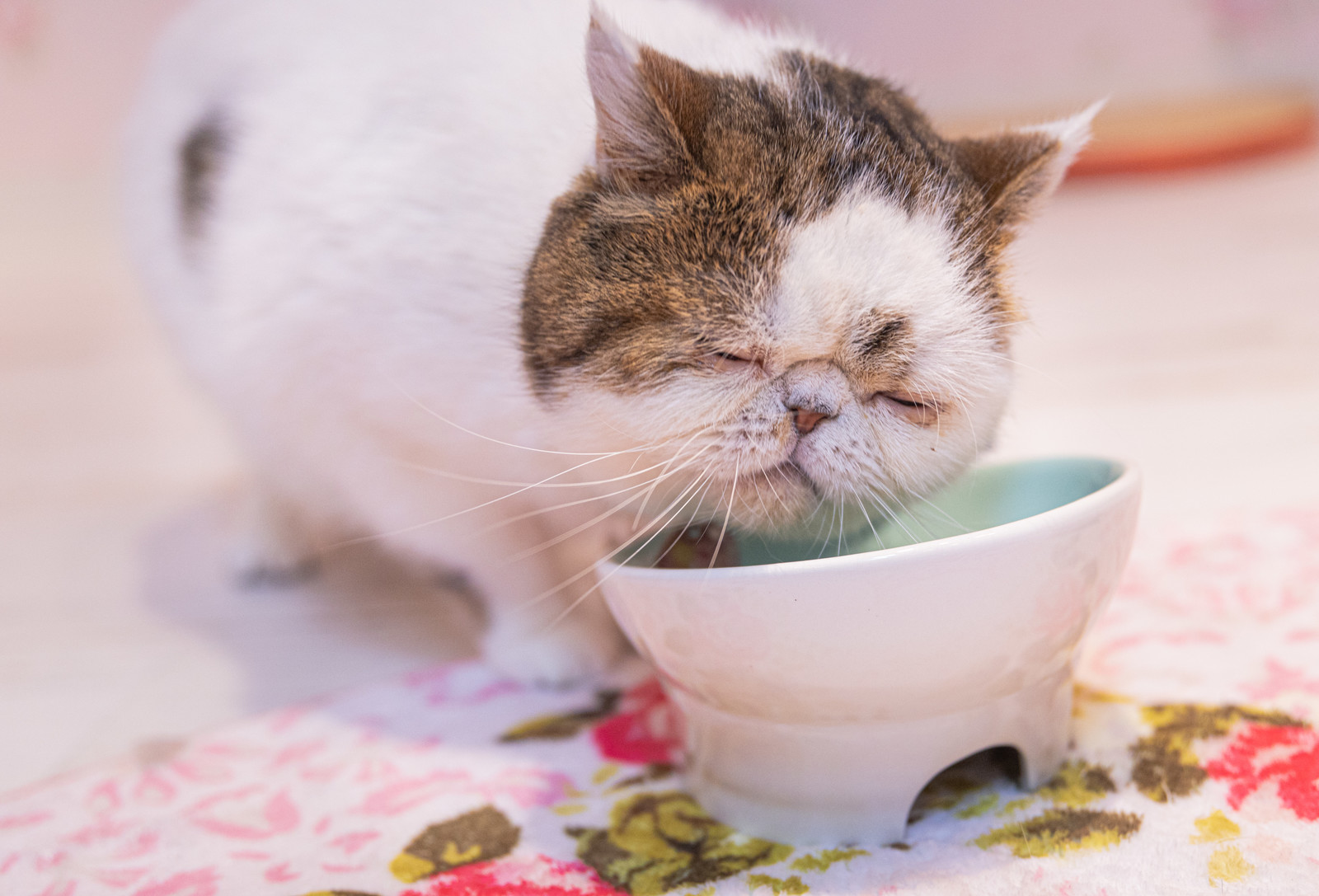 猫の痒みが治まらない?以外な原因やアレルギーが隠れているかも!!