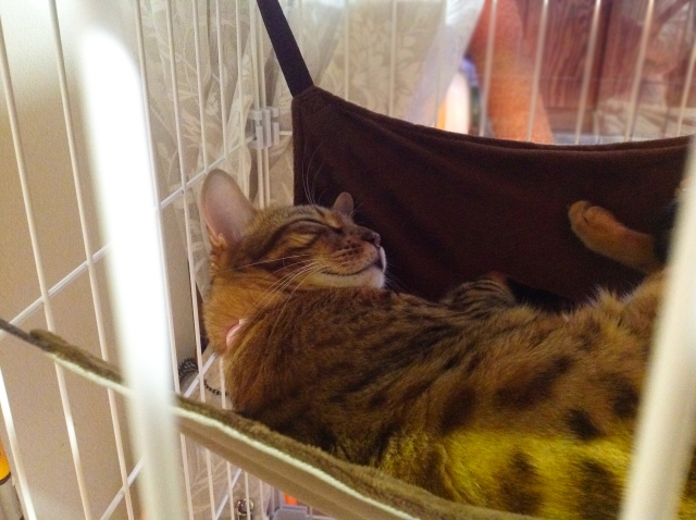 猫にケージは必要?5つのメリット解説と慣れてもらうためのコツ