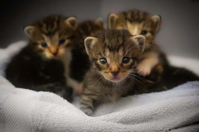 猫ってどうやって家族に迎え入れたらいいの?