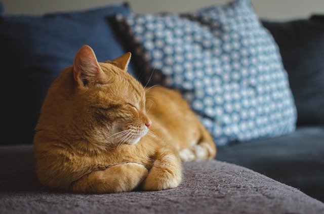 猫ってどうやって家族に迎え入れたらいいの?