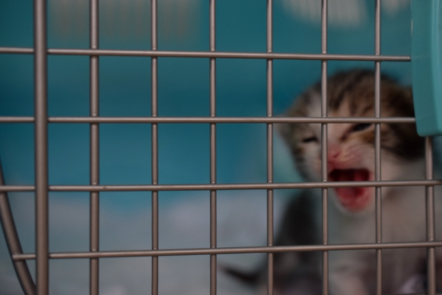 猫ってどうやって家族に迎え入れたらいいの?