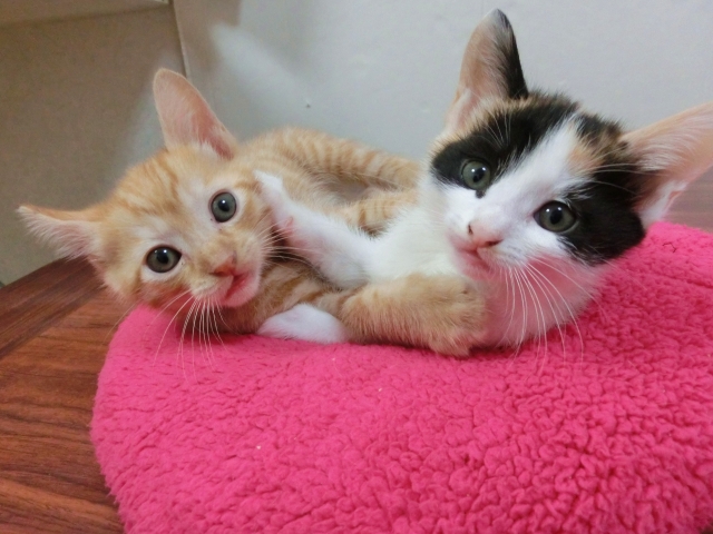 猫ってどうやって家族に迎え入れたらいいの?