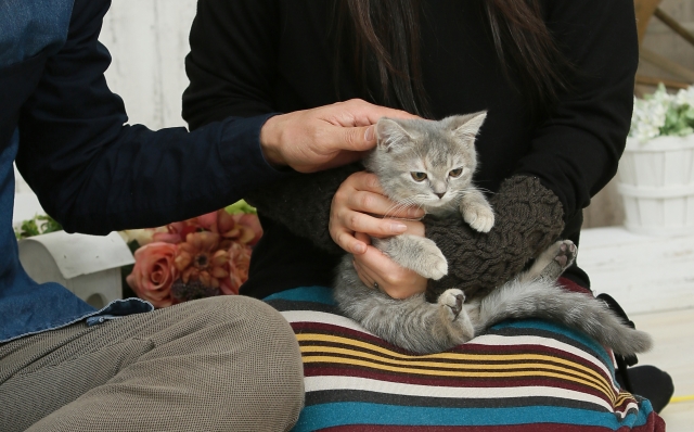 猫ってどうやって家族に迎え入れたらいいの?