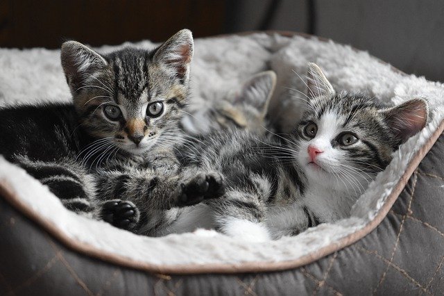 猫ってどうやって家族に迎え入れたらいいの？