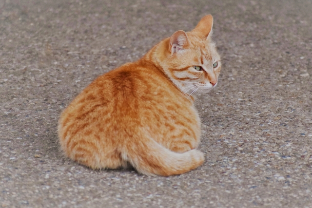 猫にも犬と一緒で肛門腺がある!?ケアはしたほうがいい?