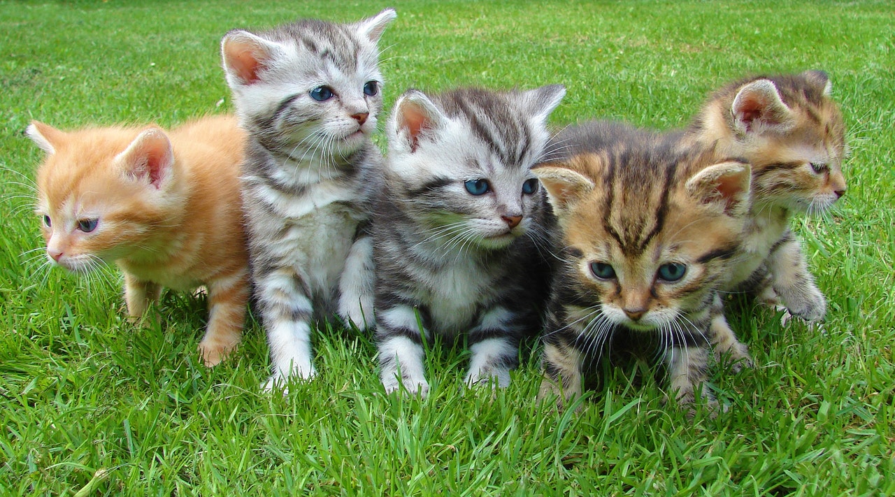 猫の複数飼育にむけて!先住猫と新しい猫の顔合わせの仕方を解説。