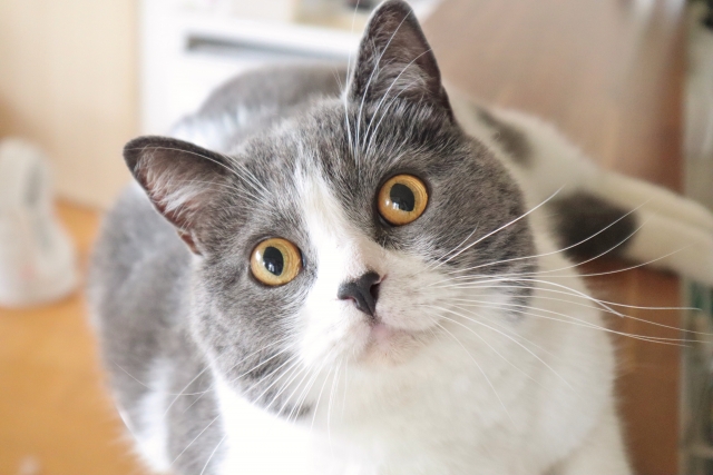 猫ってしつけできるの?