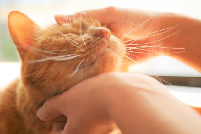 猫ってしつけできるの?