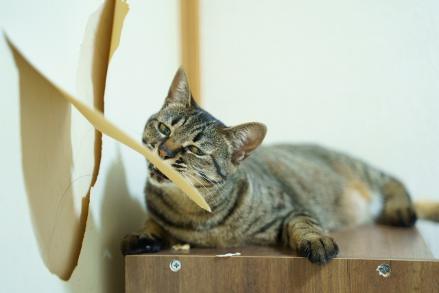 猫ってしつけできるの?