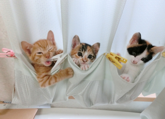 猫ってしつけできるの？