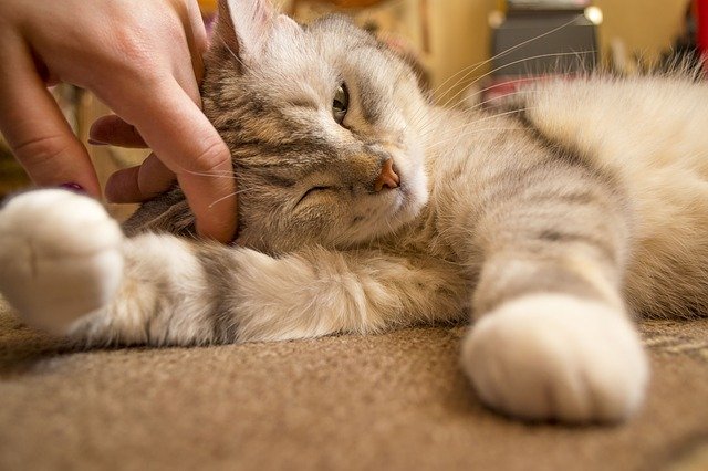 飼い主のいない猫を家猫に:幸せな「猫生」のために私達にできること