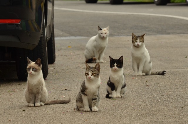 飼い主のいない猫を家猫に:幸せな「猫生」のために私達にできること