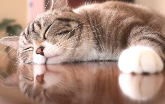 高齢猫との過ごし方