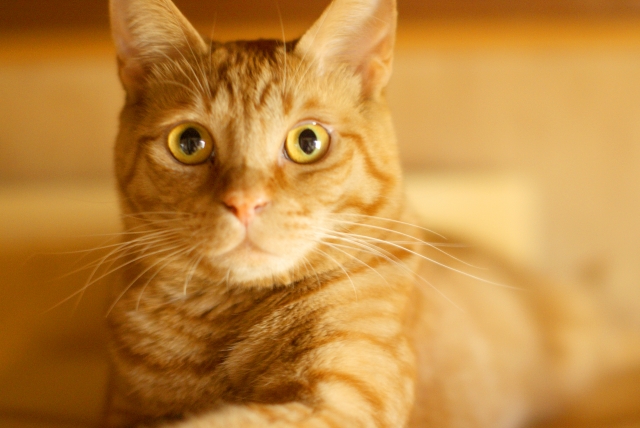 高齢猫との過ごし方