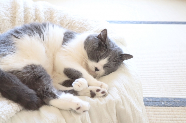 高齢猫との過ごし方