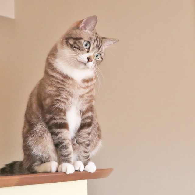 高齢猫との過ごし方