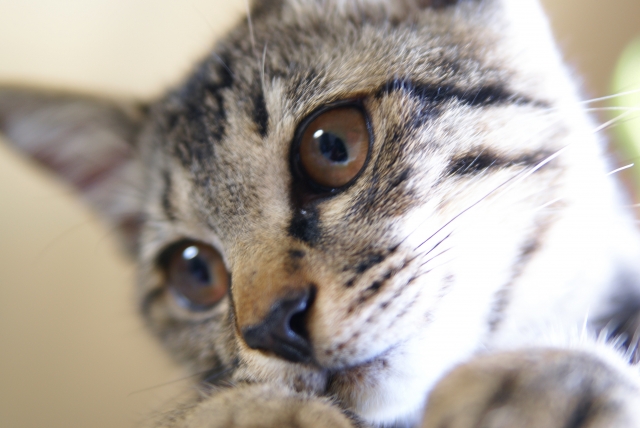 高齢猫との過ごし方