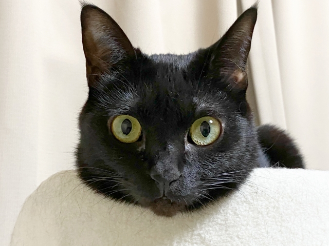 高齢猫の体調管理 気をつけるべきことはここです。