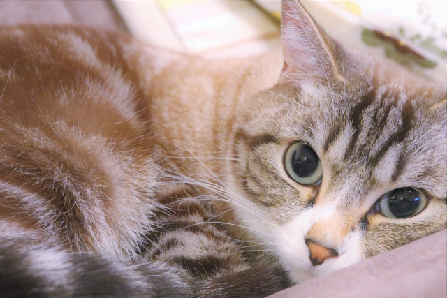 高齢猫の体調管理 気をつけるべきことはここです。
