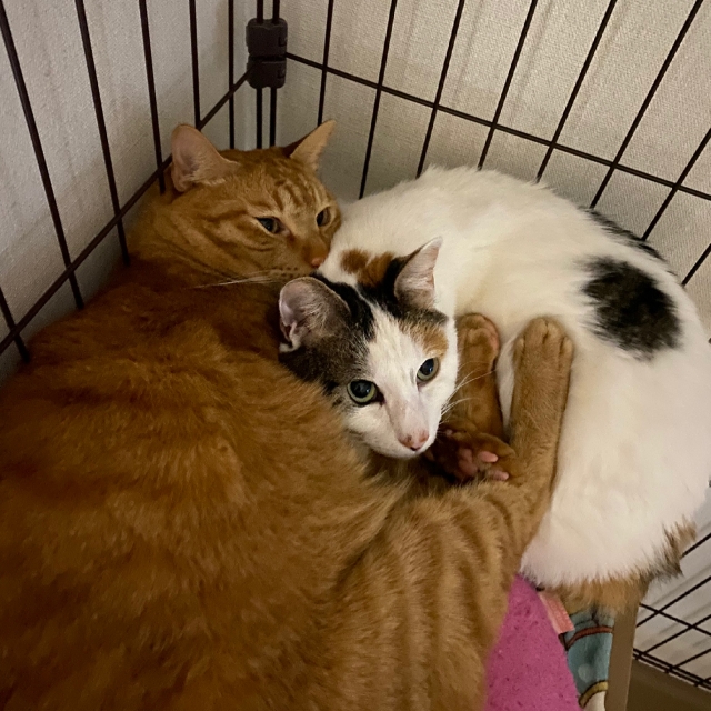 高齢猫の体調管理 気をつけるべきことはここです。