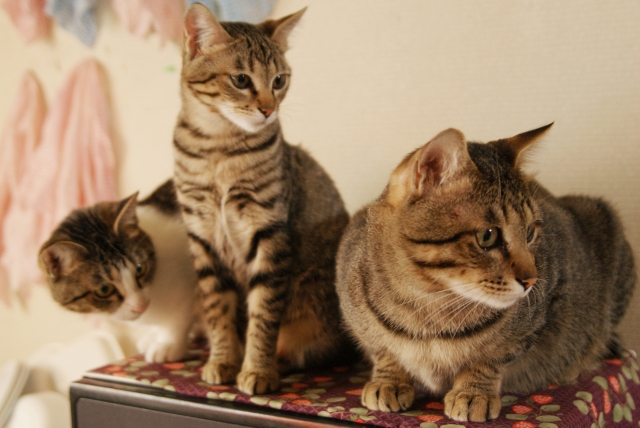 高齢猫の体調管理 気をつけるべきことはここです。