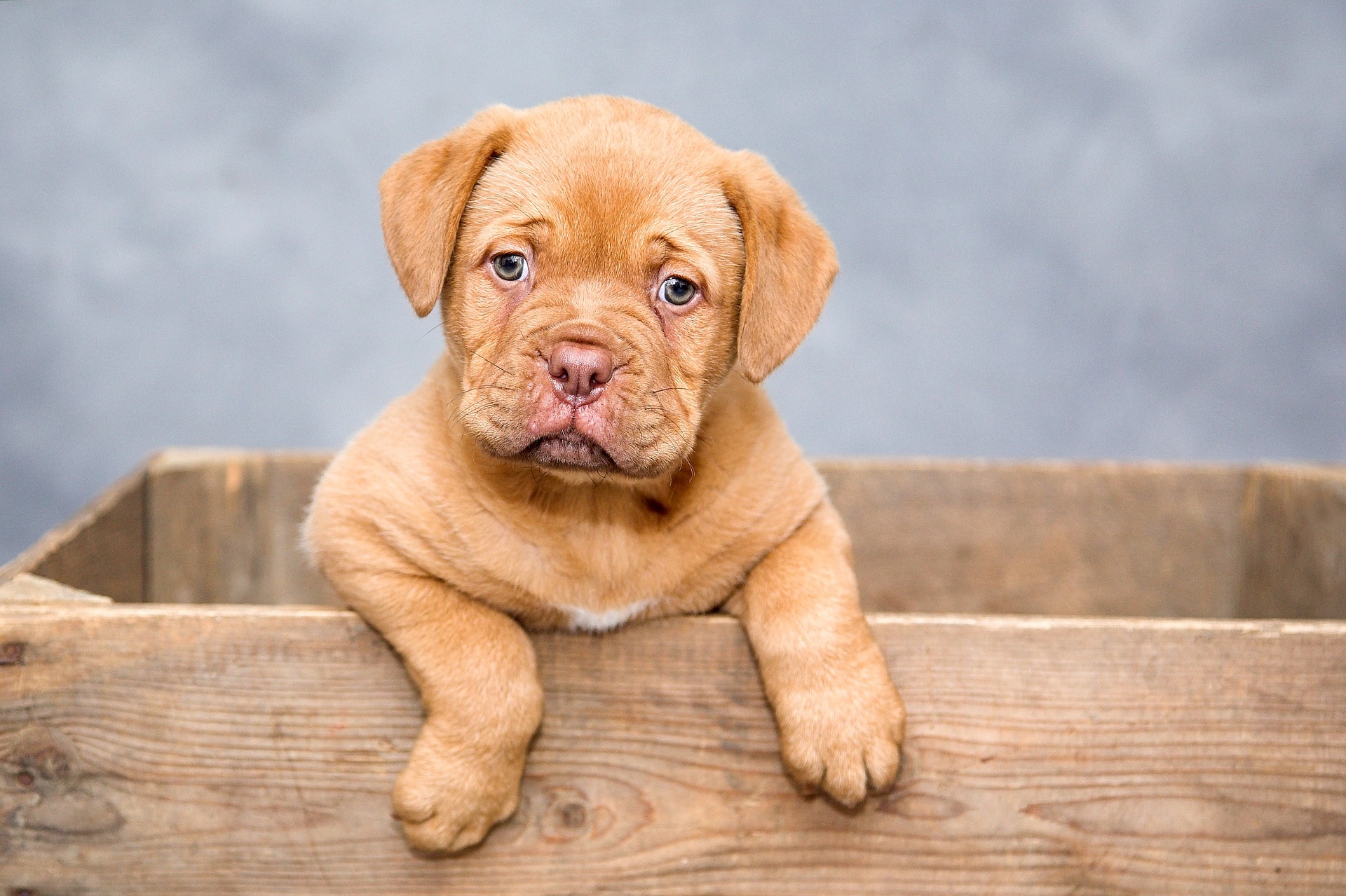保護犬の譲渡会に参加してみたい!内容を紹介