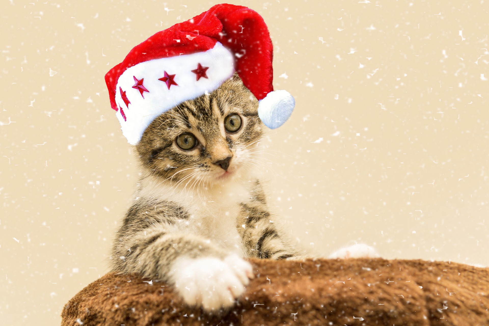 猫の耳掃除はした方が良い?ポイントを紹介