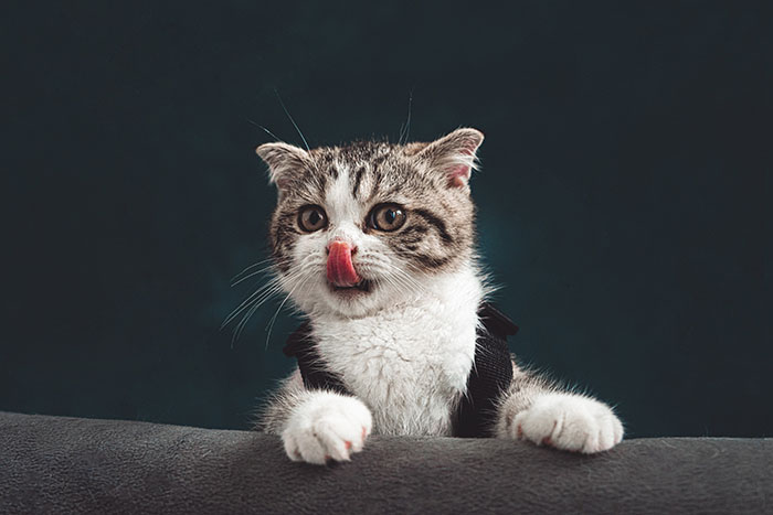 猫にとってグレインフリーのフードは本当におすすめできるのか?