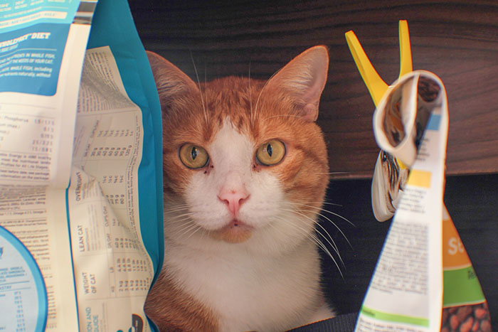 猫にとってグレインフリーのフードは本当におすすめできるのか?