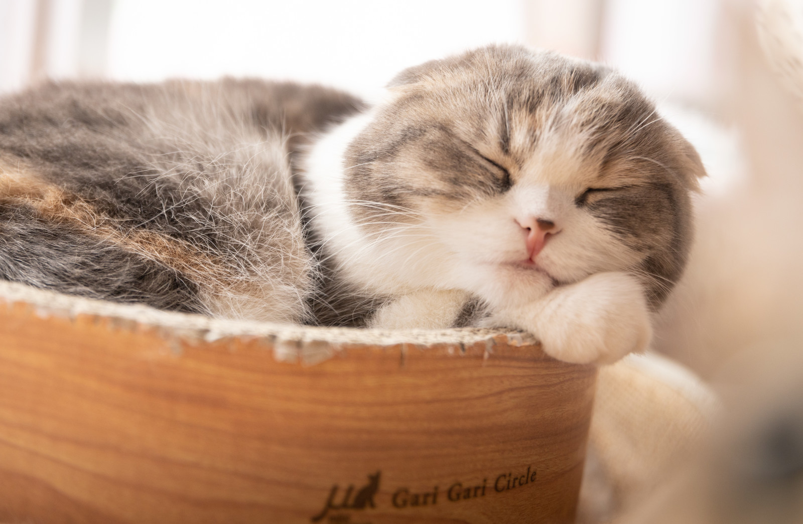 猫の健康診断シーズン到来。どんな検査が必要?猫への負担は?