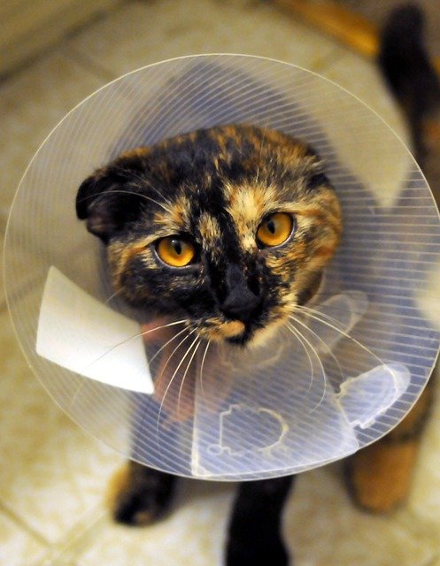 獣医師が解説!避妊去勢後の猫にストレスをかけない工夫について