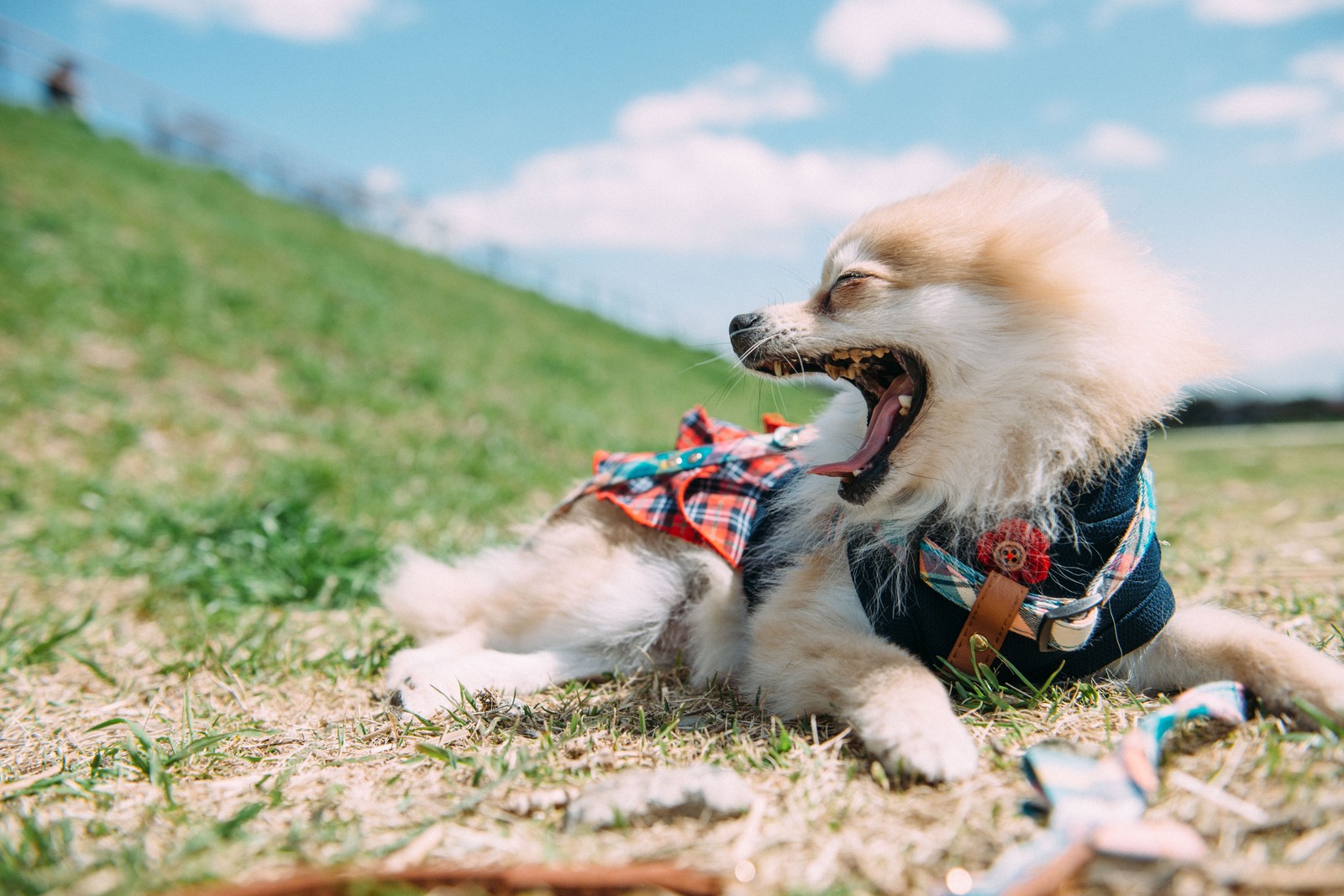 愛犬の口が臭い!家でできることは?病院に行く必要はある?