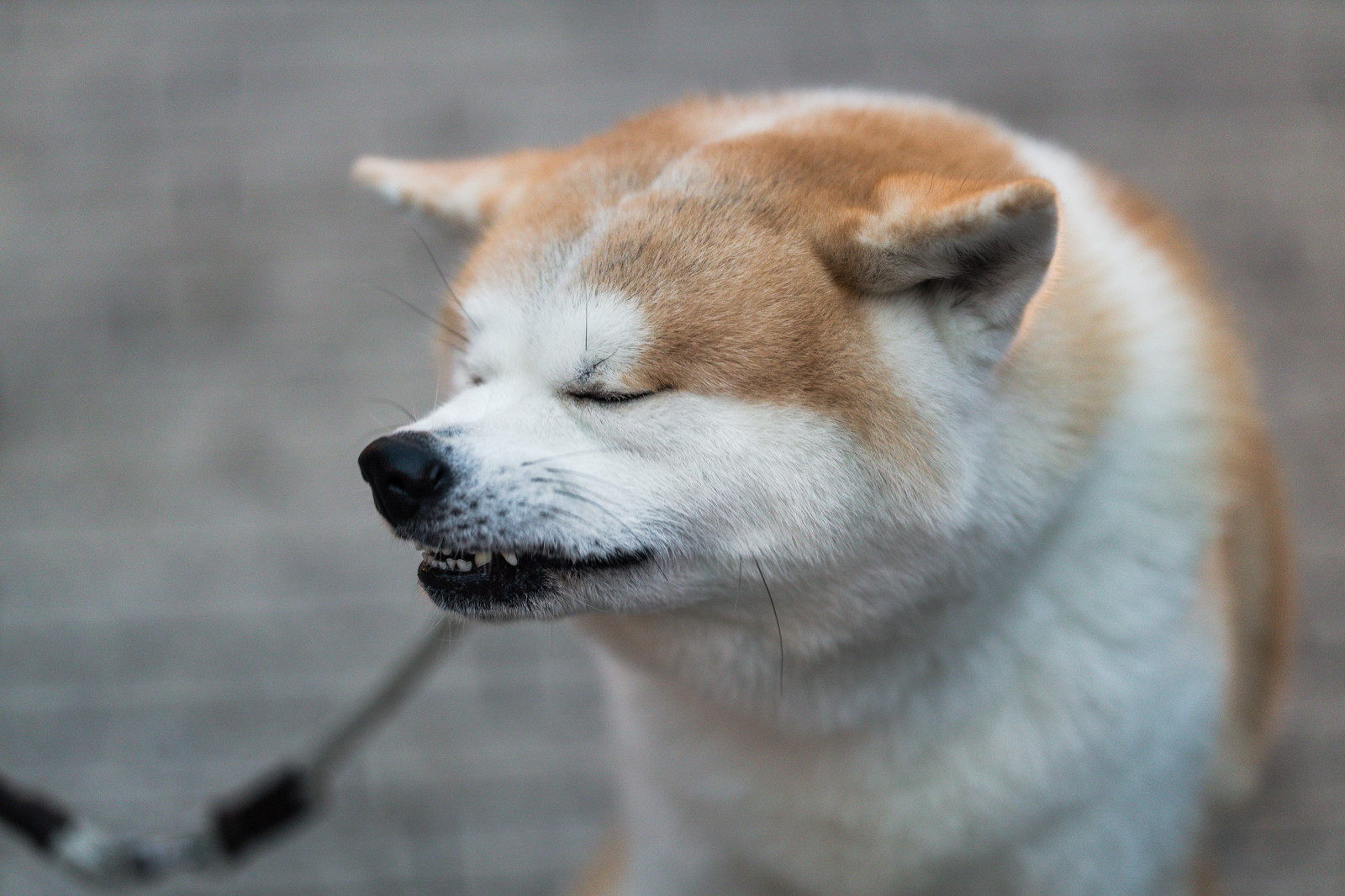 愛犬の口が臭い!家でできることは?病院に行く必要はある?