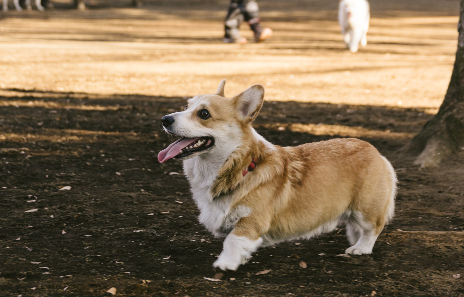 愛犬の口が臭い!家でできることは?病院に行く必要はある?