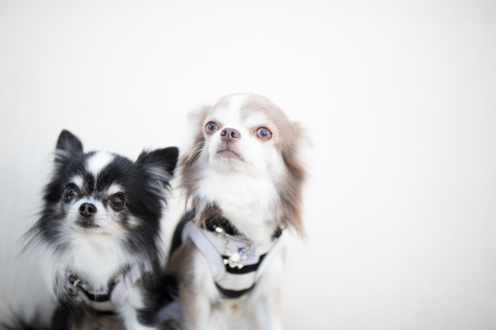 犬の健康診断シーズン到来。どの検査が必要?犬に負担はある?