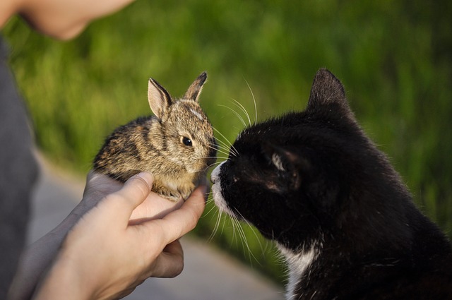 猫とうさぎ、一緒に飼っても大丈夫?必ず気を付けたいポイント