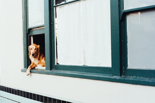 犬は怖かったり、寂しかったりする?留守番させる時の準備と注意点