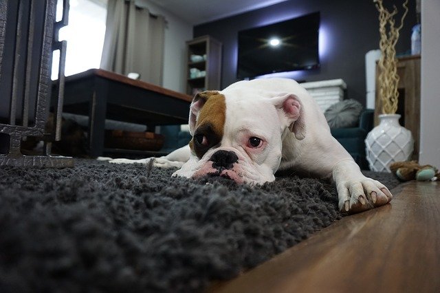 犬は怖かったり、寂しかったりする?留守番させる時の準備と注意点