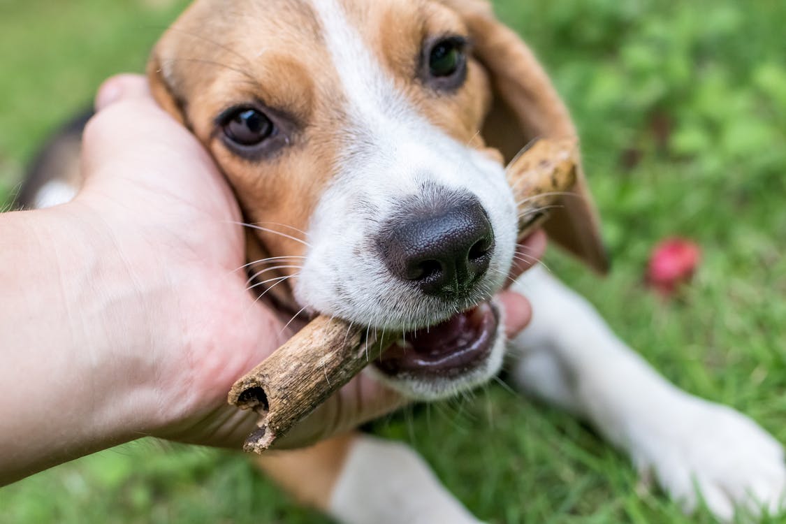 犬は怖かったり、寂しかったりする?留守番させる時の準備と注意点