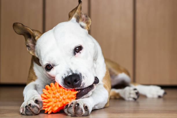 犬は怖かったり、寂しかったりする?留守番させる時の準備と注意点