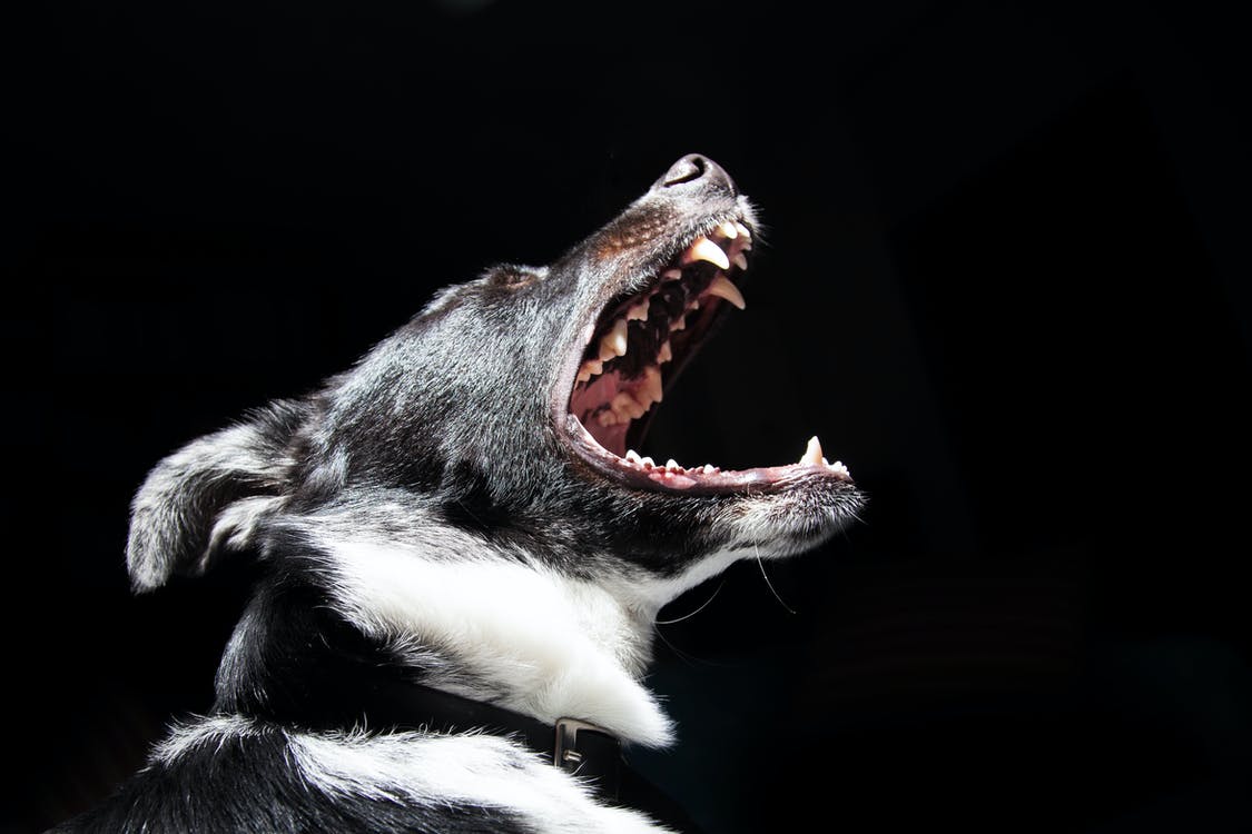 犬は怖かったり、寂しかったりする?留守番させる時の準備と注意点