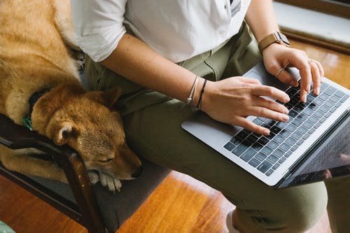 犬は怖かったり、寂しかったりする？留守番させる時の準備と注意点