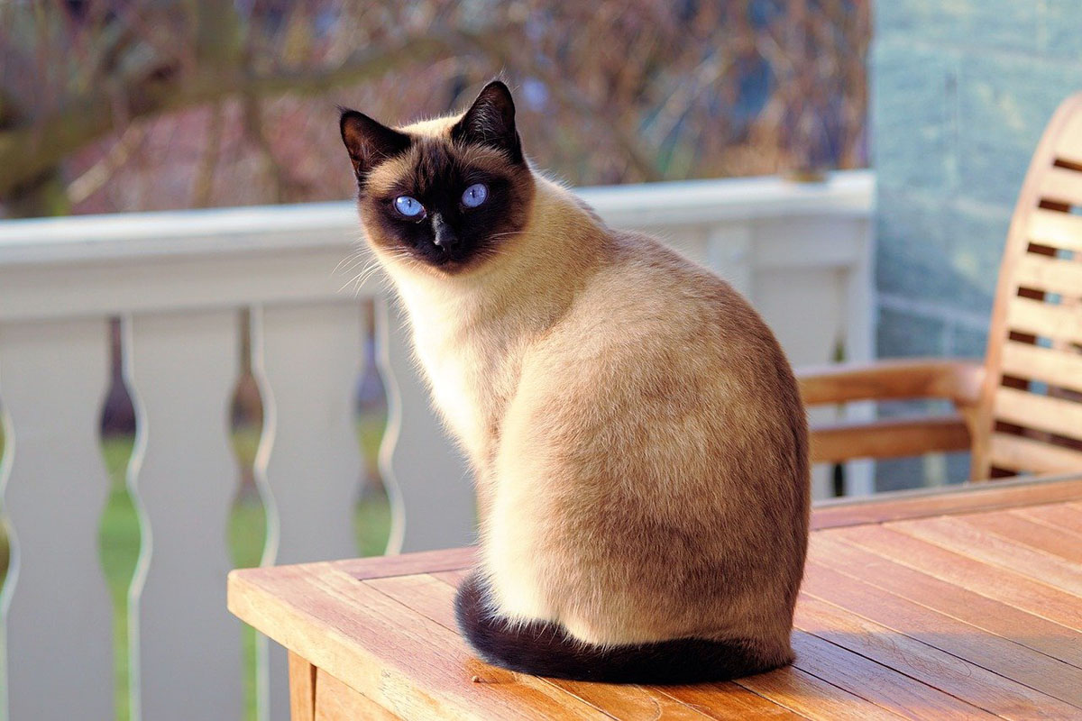 猫が食べたら危険なものって?注意したい植物と身の回りのもの