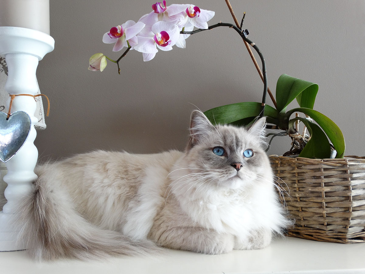 猫が食べたら危険なものって?注意したい植物と身の回りのもの
