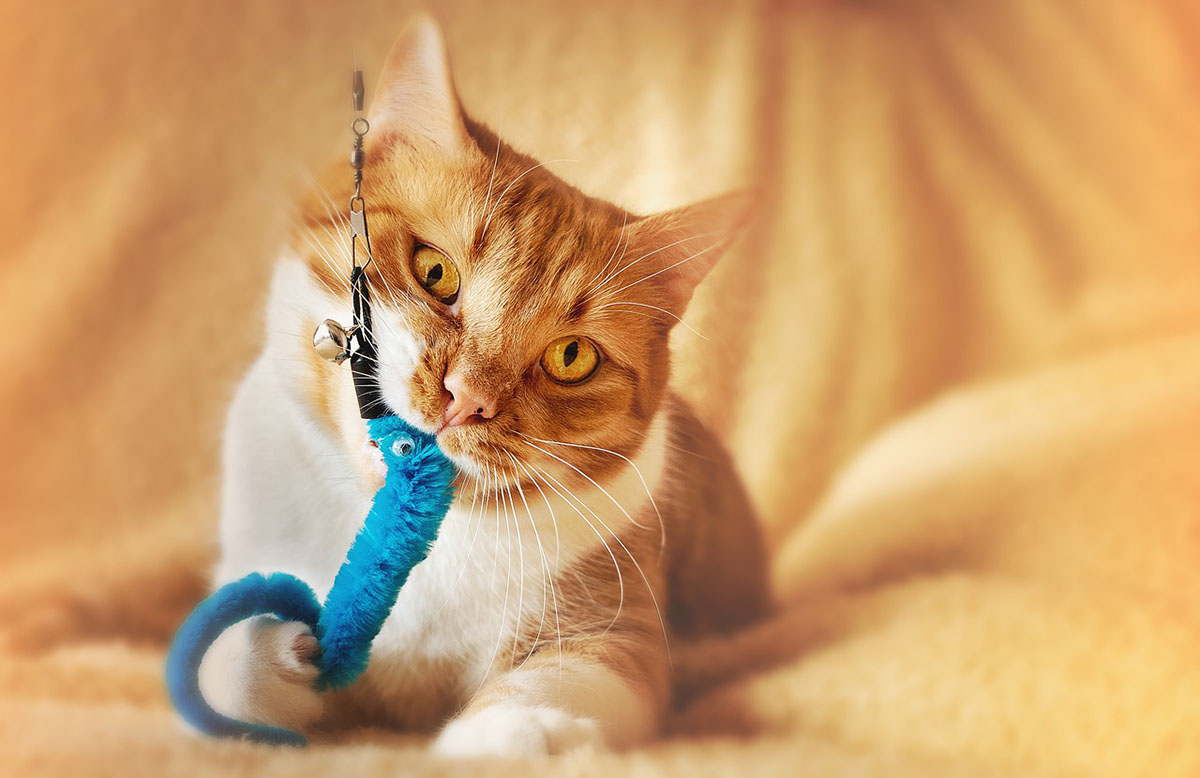 猫が食べたら危険なものって?注意したい植物と身の回りのもの