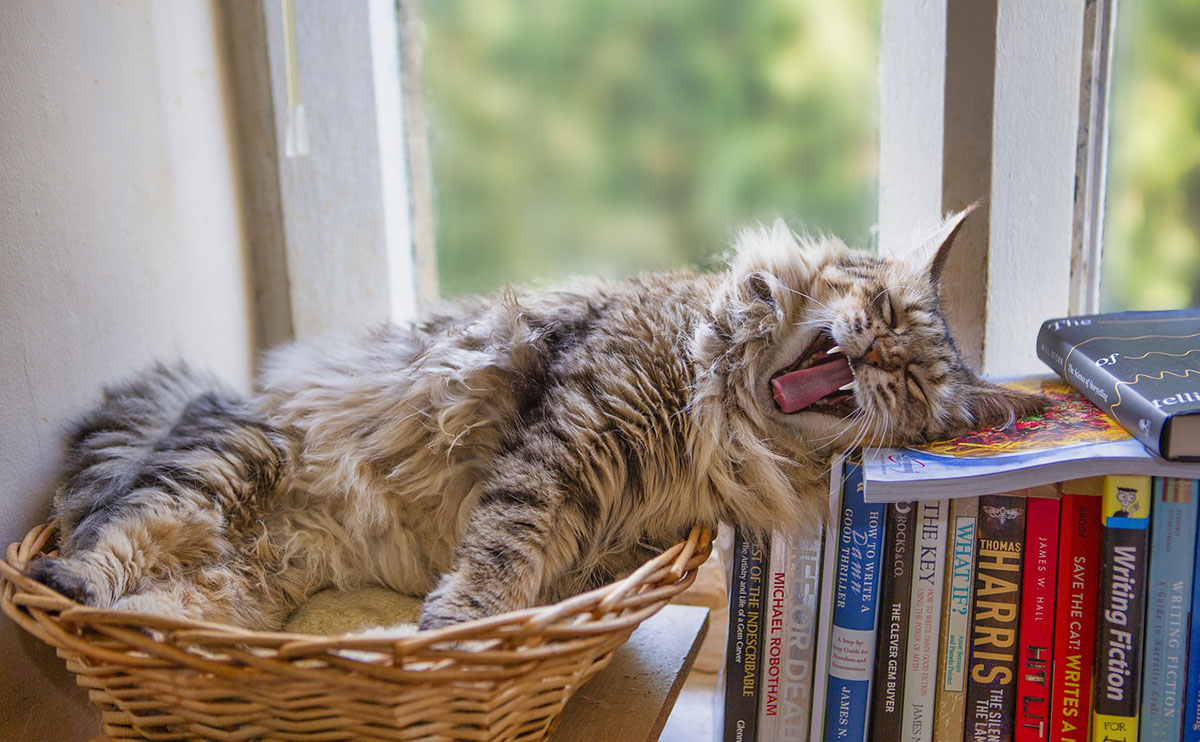 猫が食べたら危険なものって?注意したい植物と身の回りのもの